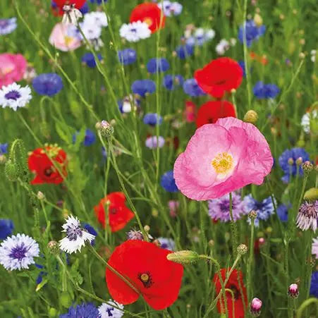 Blank Card - Beautiful, Wild Flowers Ling Design