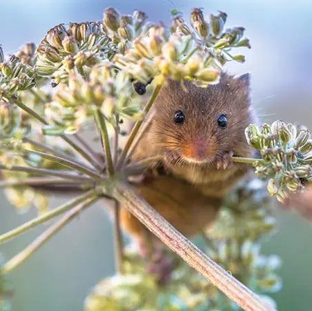 Blank Card - Beautiful, Harvest Mouse Ling Design